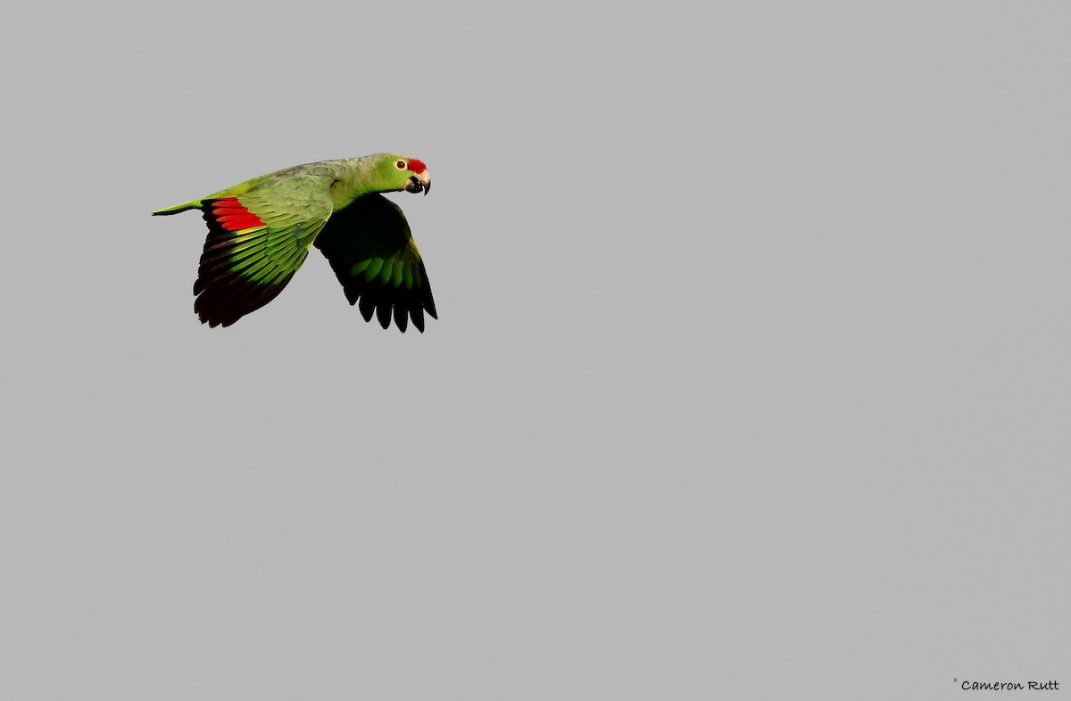 Red-lored Parrot - ML131924701