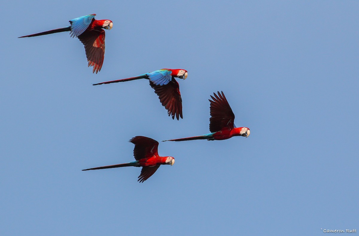 Red-and-green Macaw - Cameron Rutt