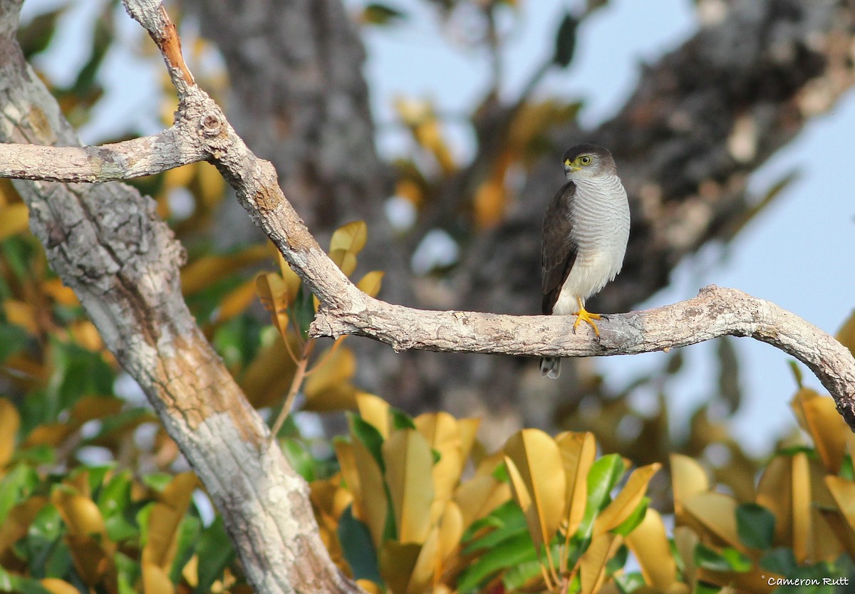 Tiny Hawk Cameron Rutt