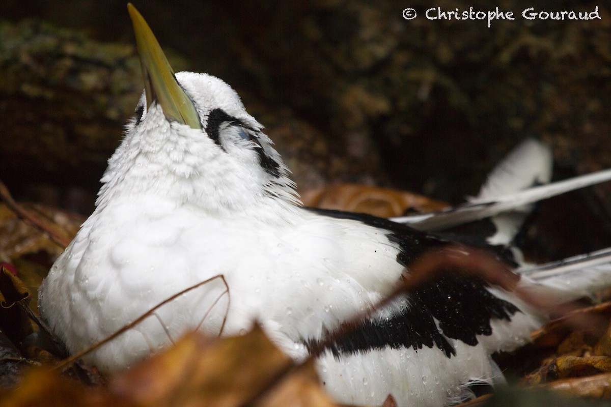 White-tailed Tropicbird - Christophe Gouraud