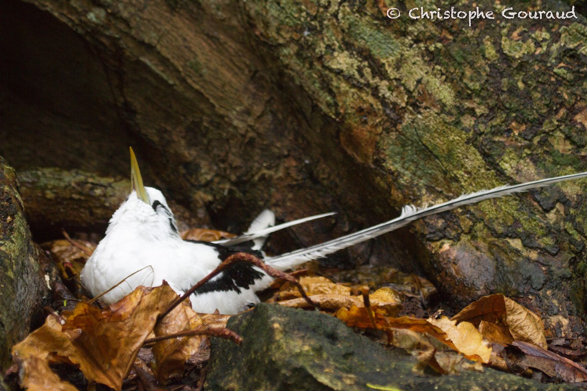 White-tailed Tropicbird - ML131926851