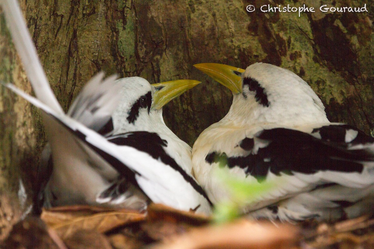 White-tailed Tropicbird - Christophe Gouraud