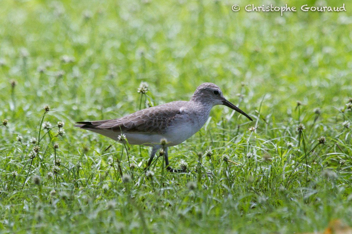 Curlew Sandpiper - Christophe Gouraud