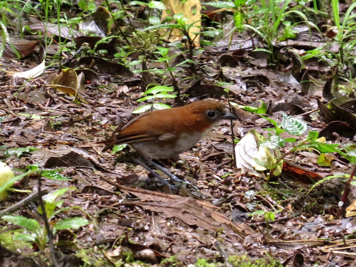 White-bellied Antpitta - André Weiss
