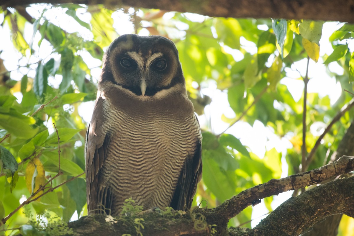 Brown Wood-Owl - Claudia Brasileiro