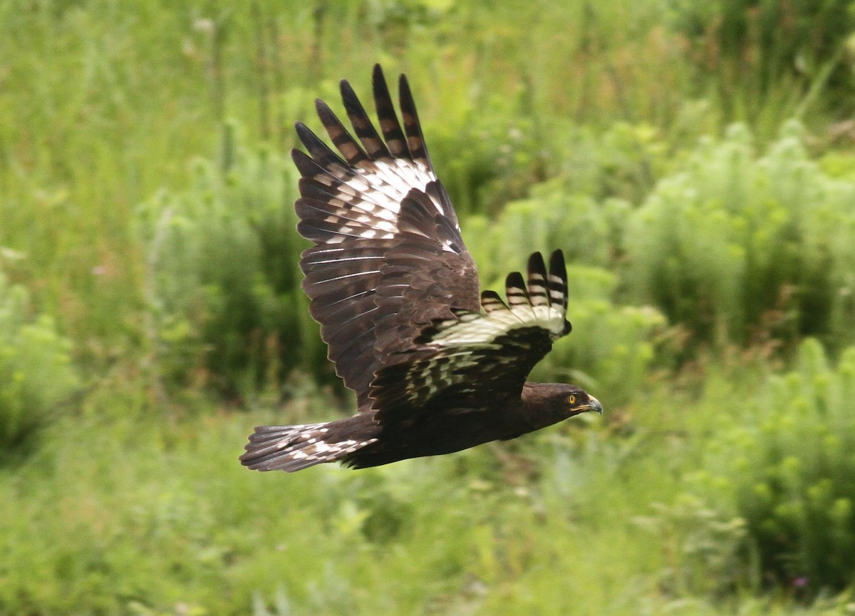 Long-crested Eagle - Paul Bourdin