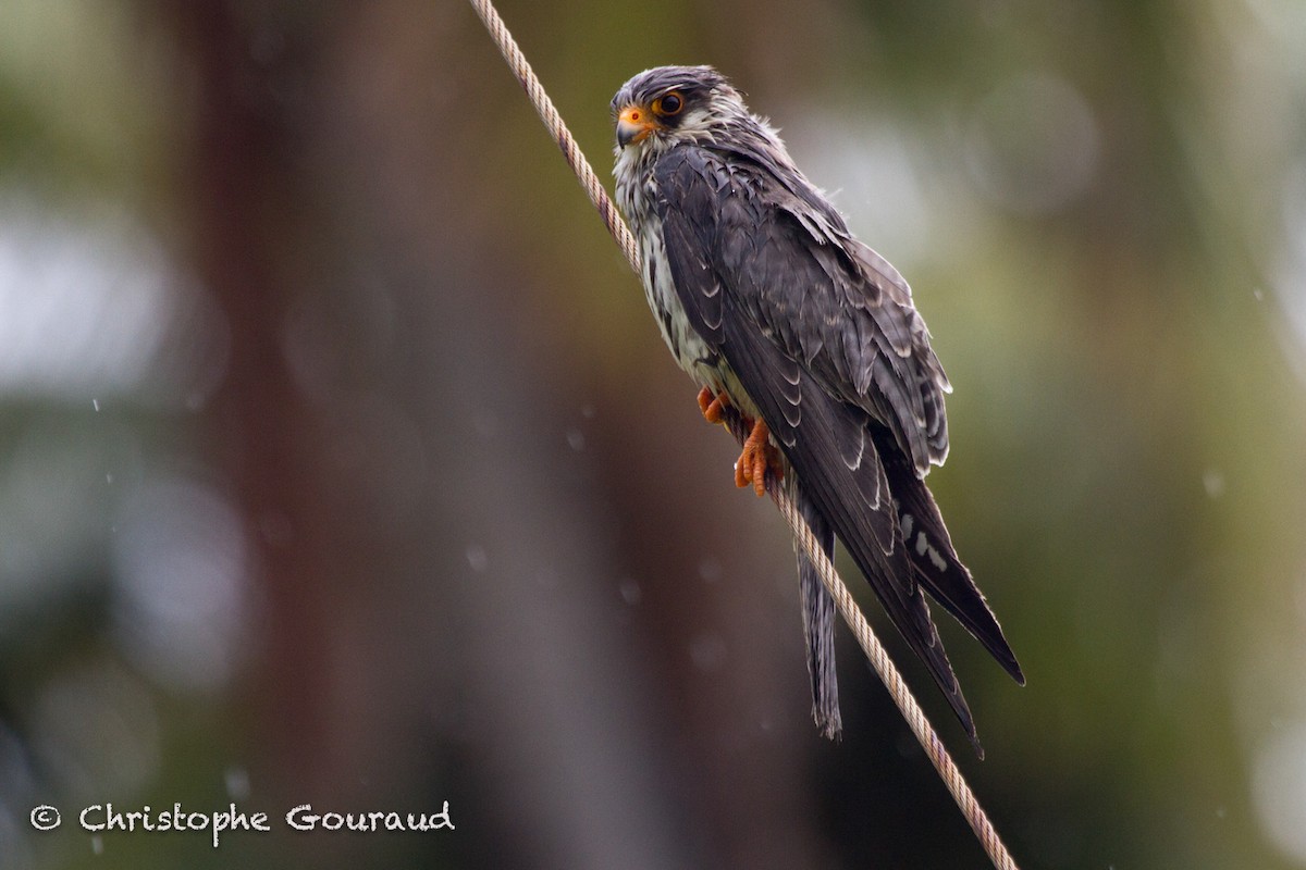 Amur Falcon - Christophe Gouraud
