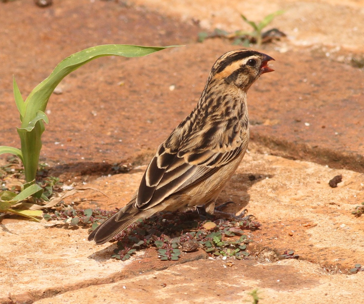 Pin-tailed Whydah - ML131931041