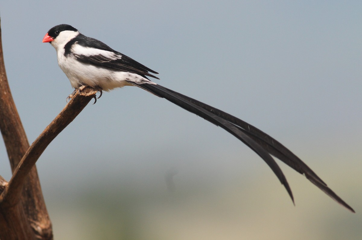 Pin-tailed Whydah - ML131931281