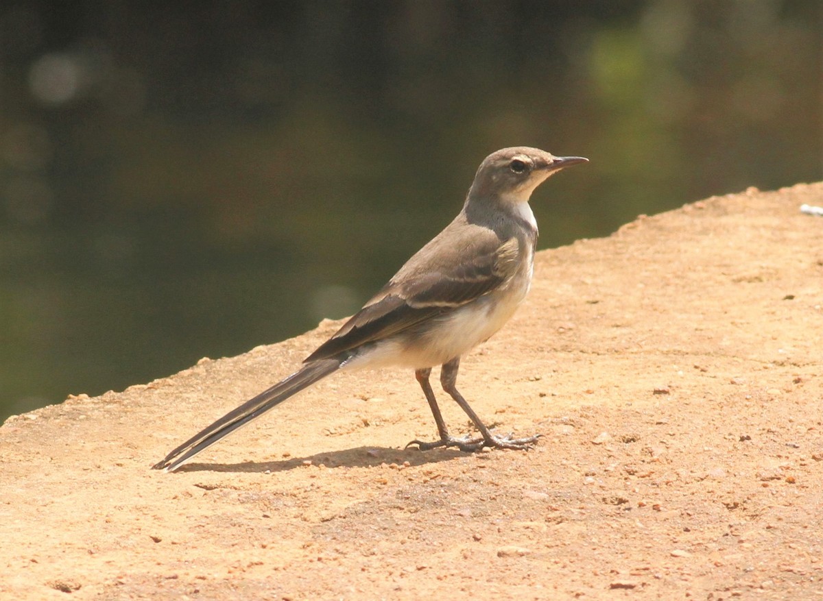 Cape Wagtail - ML131931301