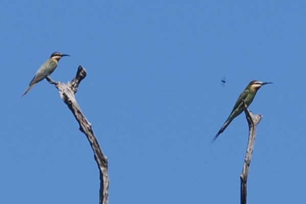 Madagascar Bee-eater - Cathy Pasterczyk