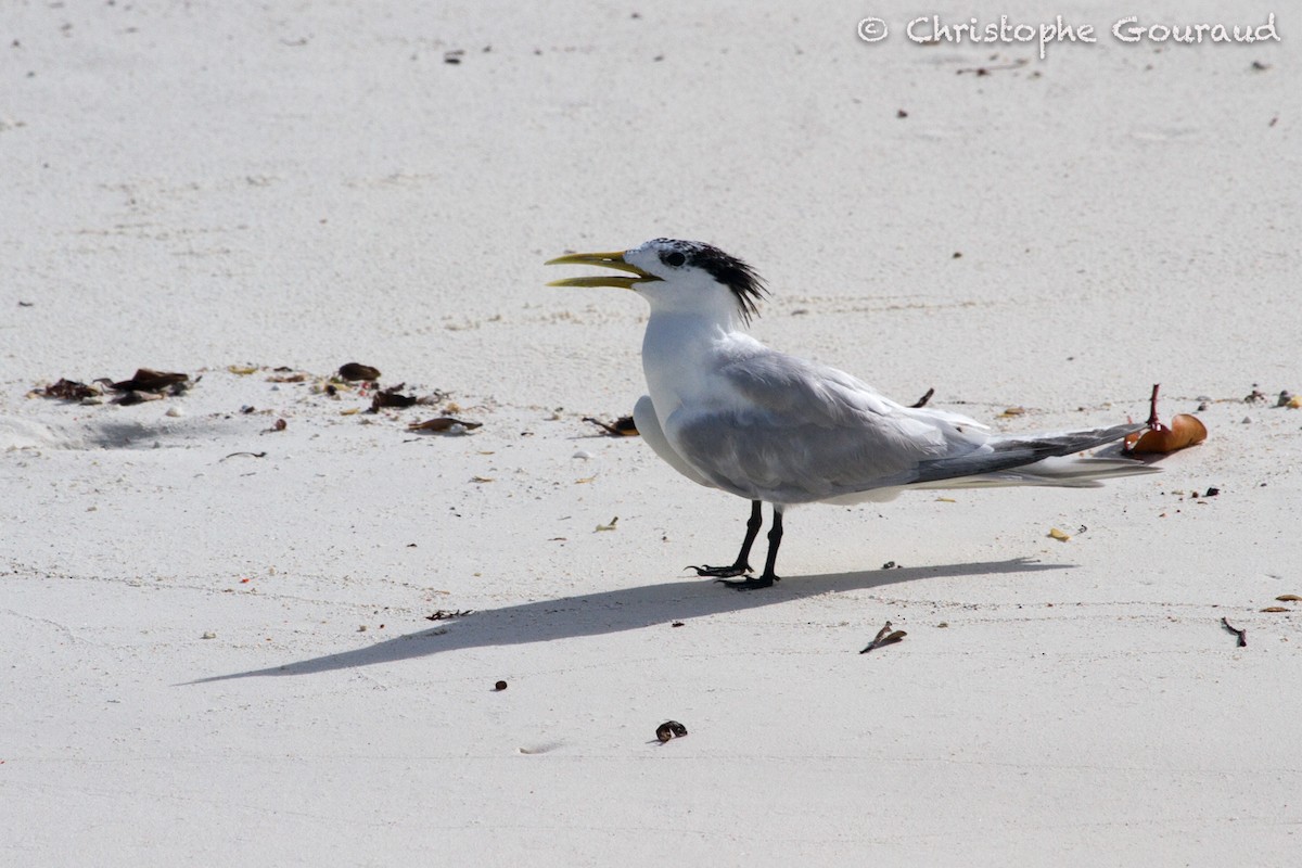 Great Crested Tern - ML131932891