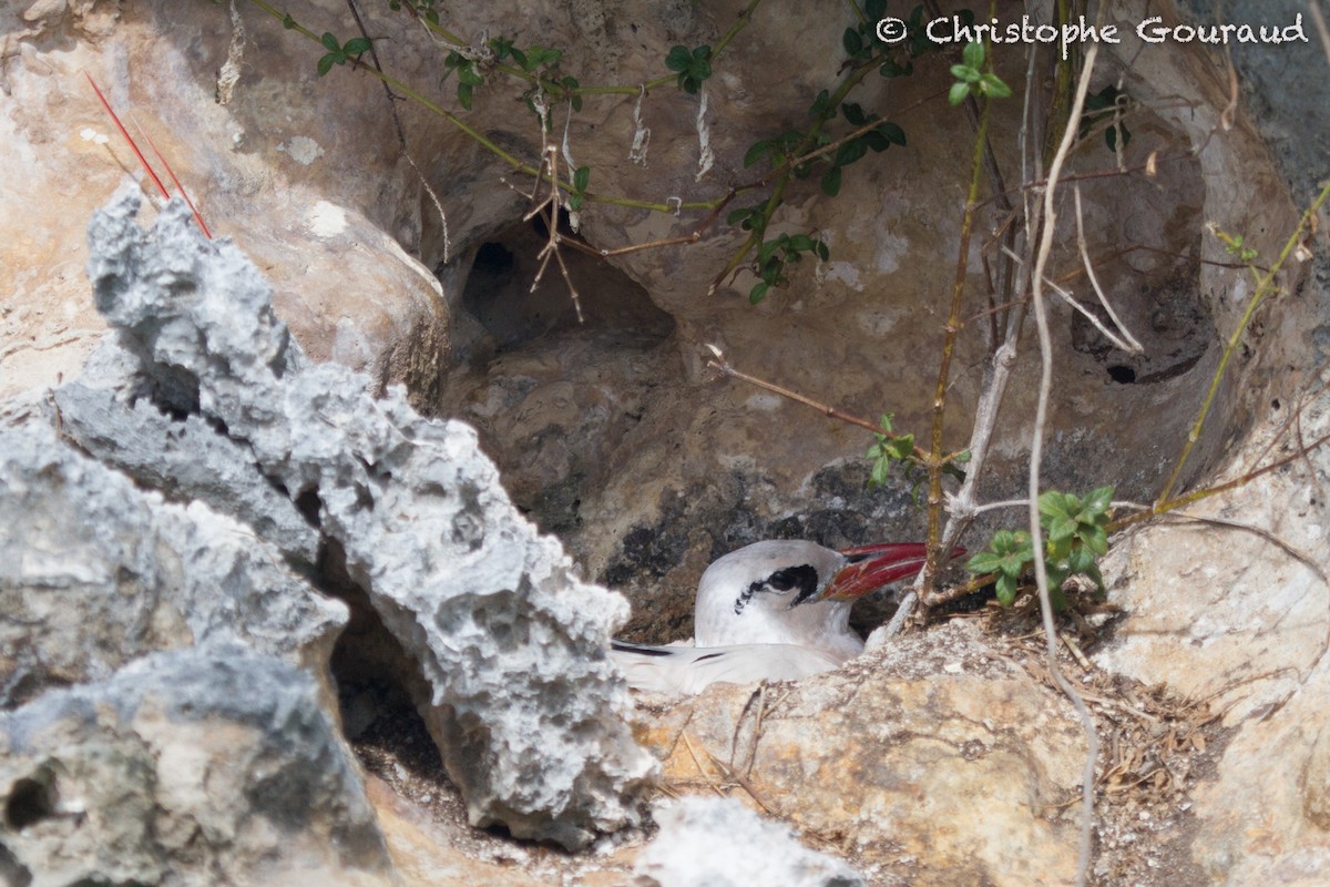 Red-tailed Tropicbird - Christophe Gouraud