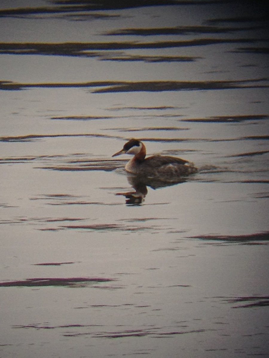 Red-necked Grebe - ML131933341
