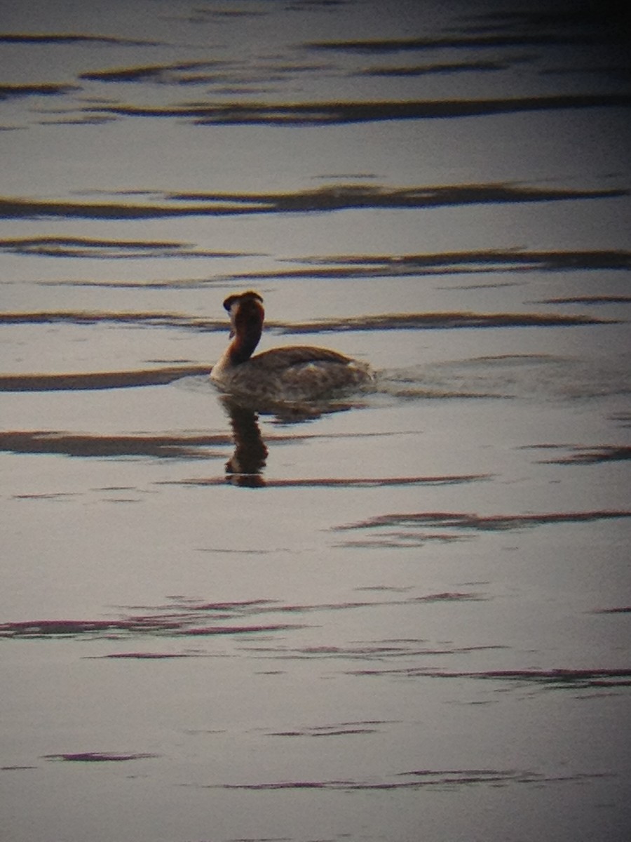 Red-necked Grebe - ML131933351