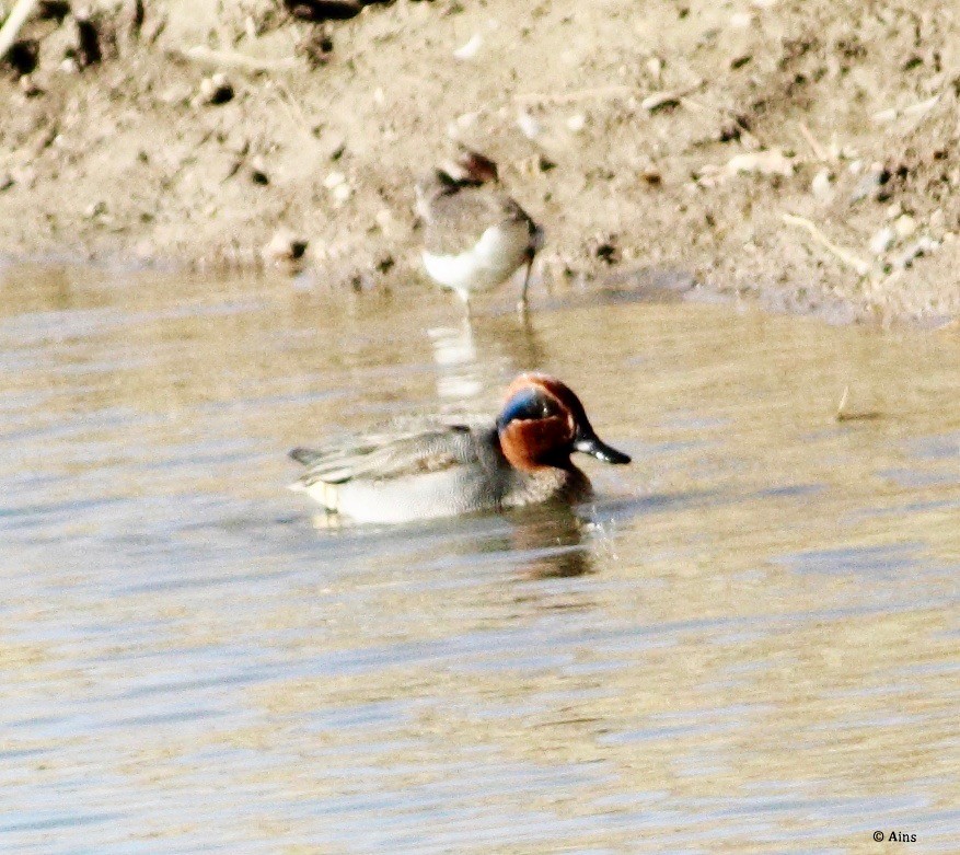 Green-winged Teal - ML131933581