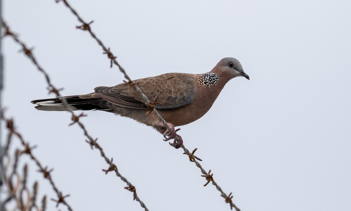 Spotted Dove - ML131933981