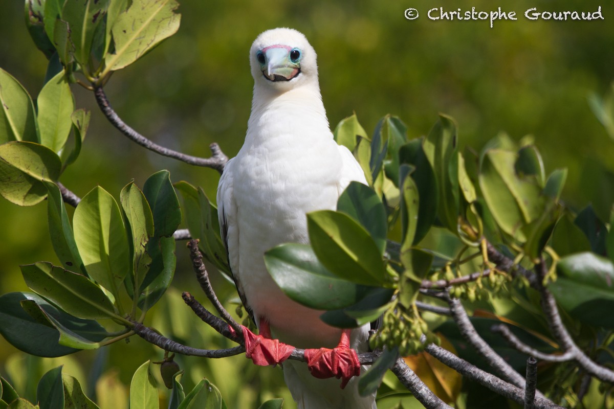 Red-footed Booby - ML131934641