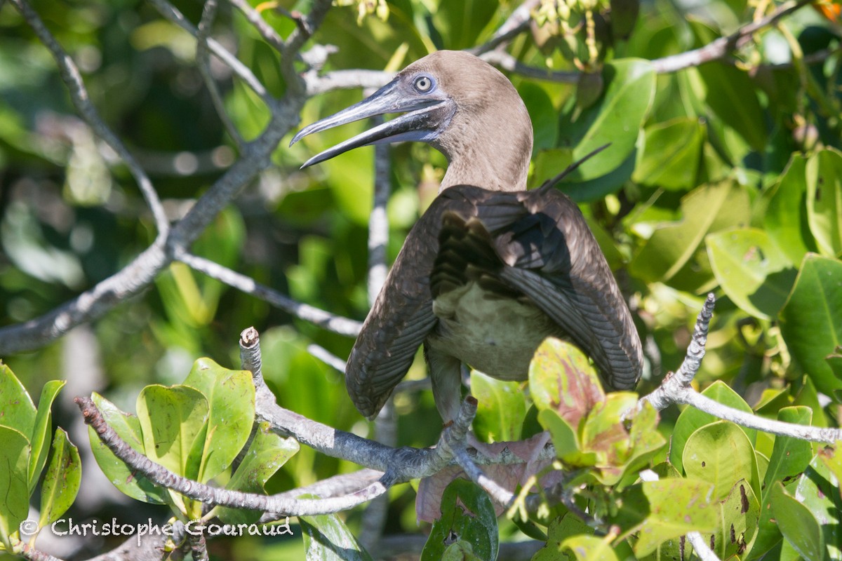 Red-footed Booby - Christophe Gouraud