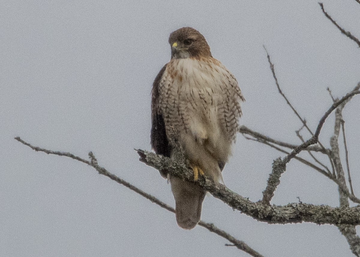 Red-tailed Hawk - ML131934761