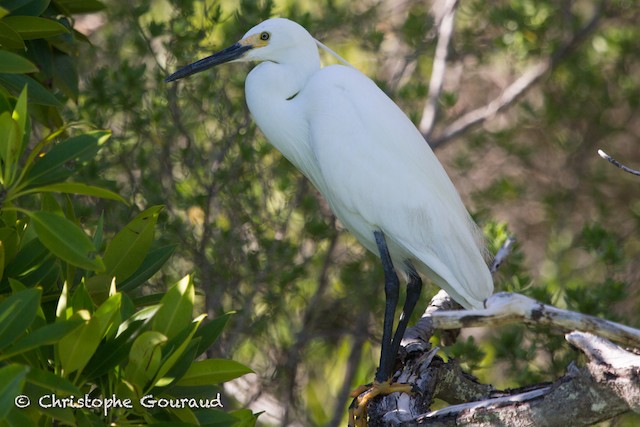 Little Egret Bird Facts (Egretta garzetta)