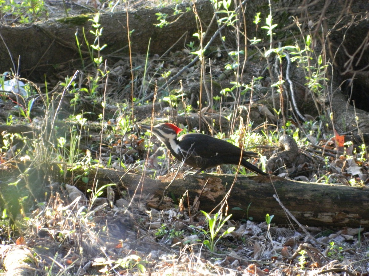 Pileated Woodpecker - ML131935221
