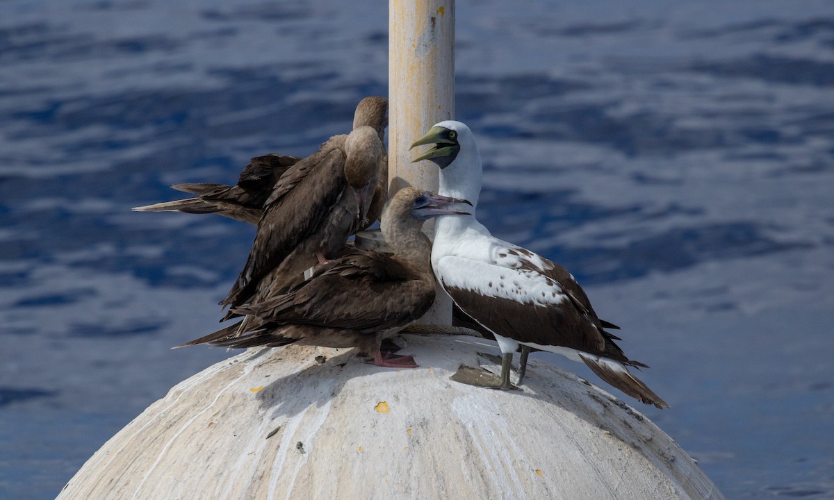Masked Booby - ML131935571