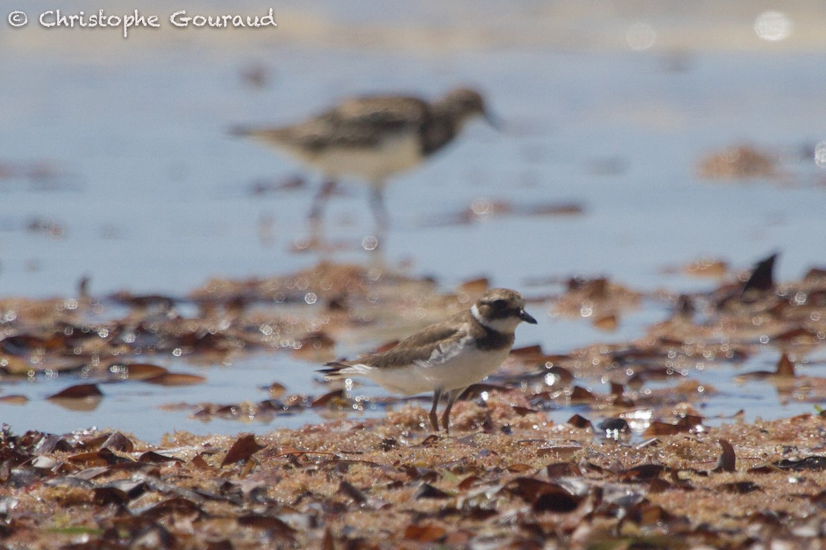 Common Ringed Plover - ML131938491