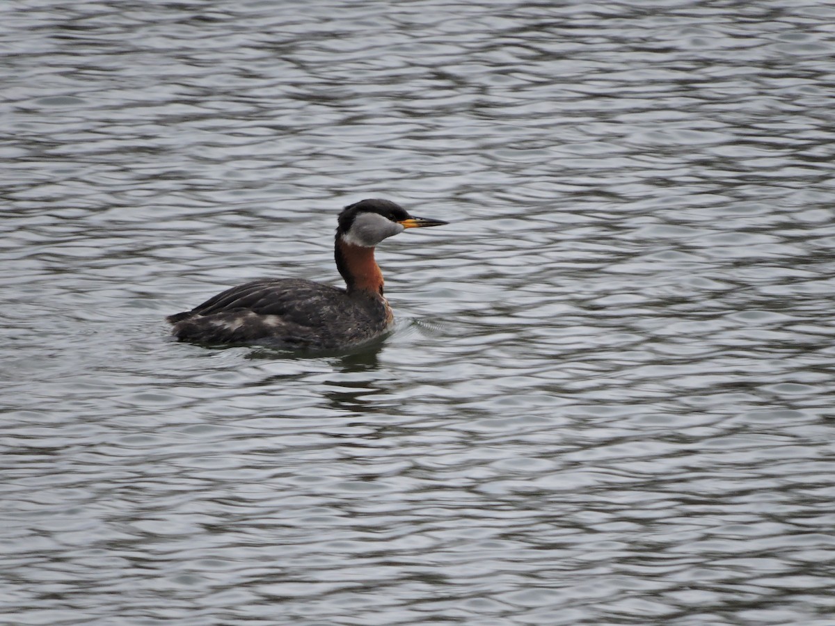 Red-necked Grebe - ML131938831