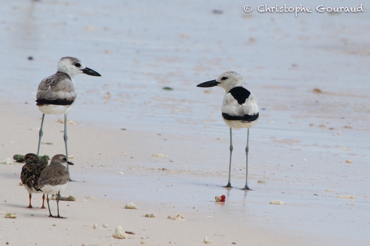 Crab-Plover - Christophe Gouraud