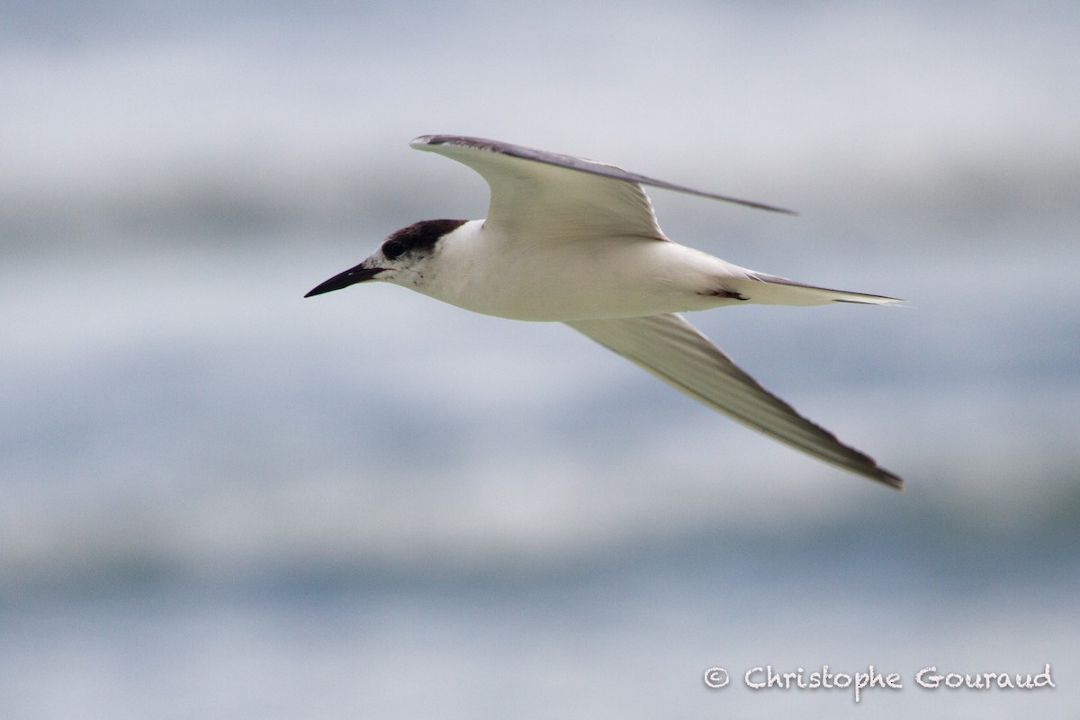 Common Tern - Christophe Gouraud