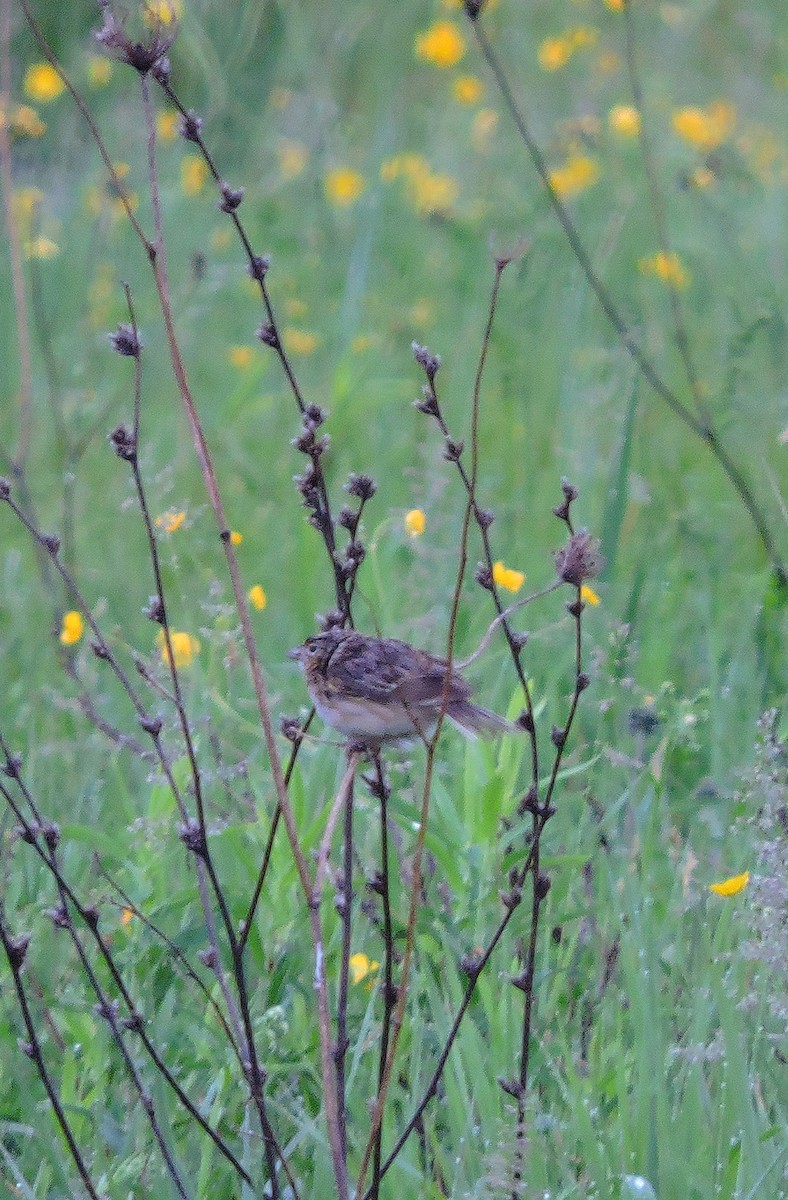 Grasshopper Sparrow - ML131940841