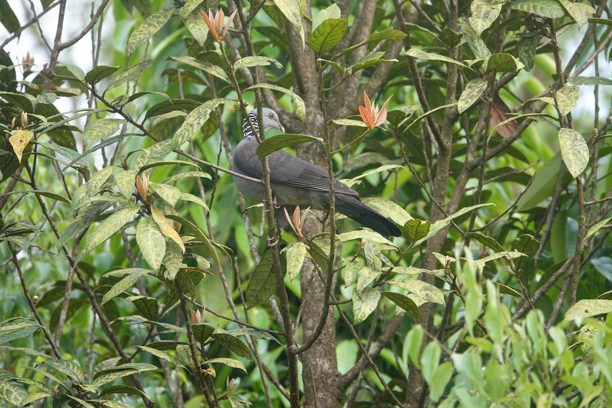 holub nilgirský - ML131941351