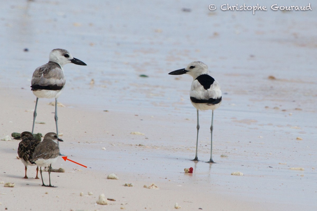 Greater Sand-Plover - Christophe Gouraud