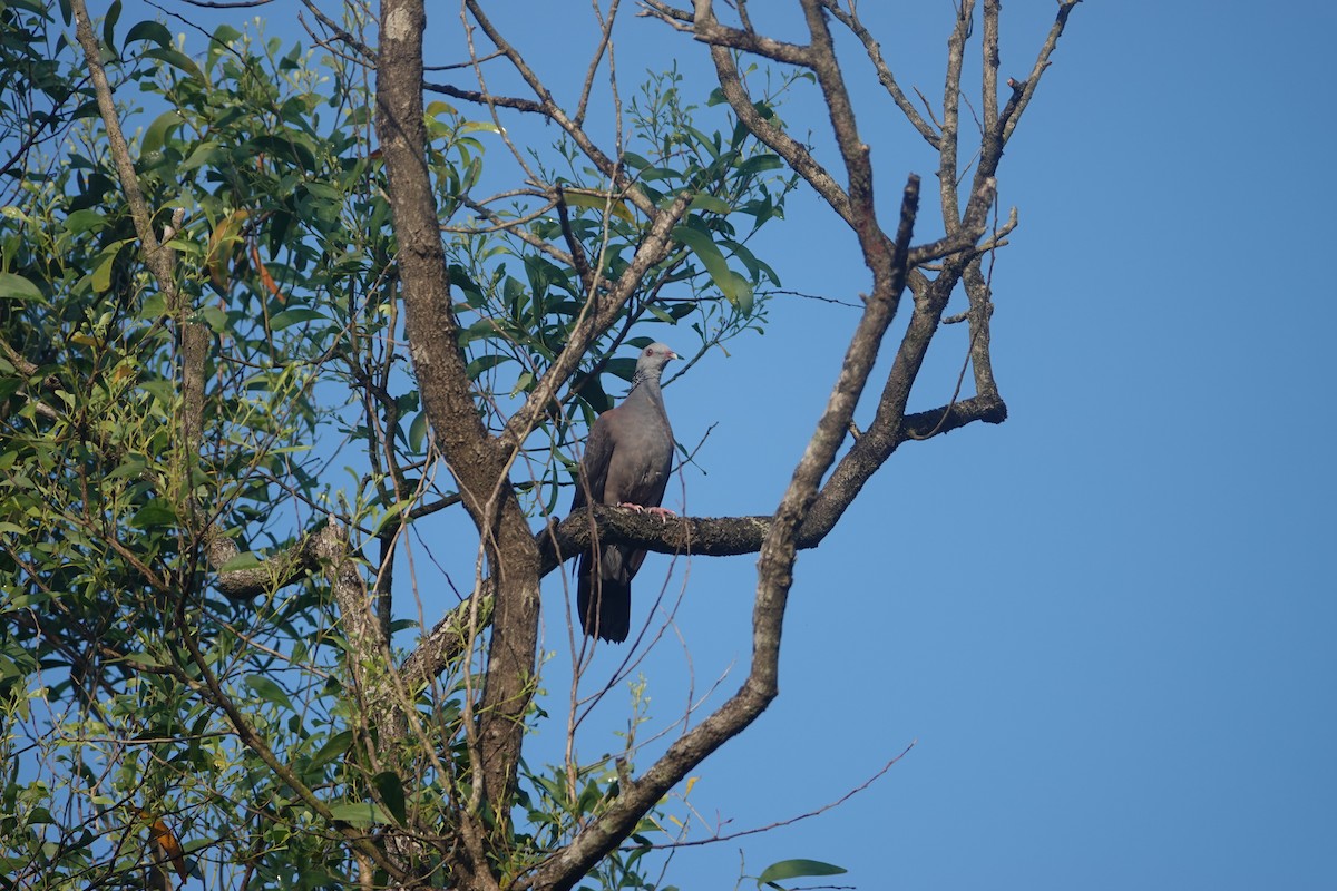 holub nilgirský - ML131941971