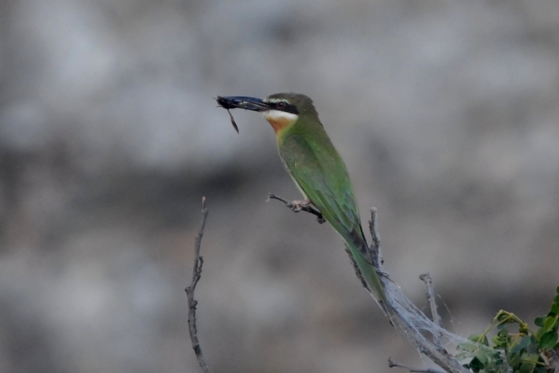 Madagascar Bee-eater - Cathy Pasterczyk