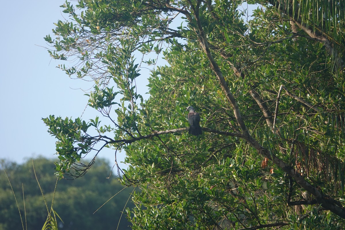 Nilgiri Wood-Pigeon - ML131942191