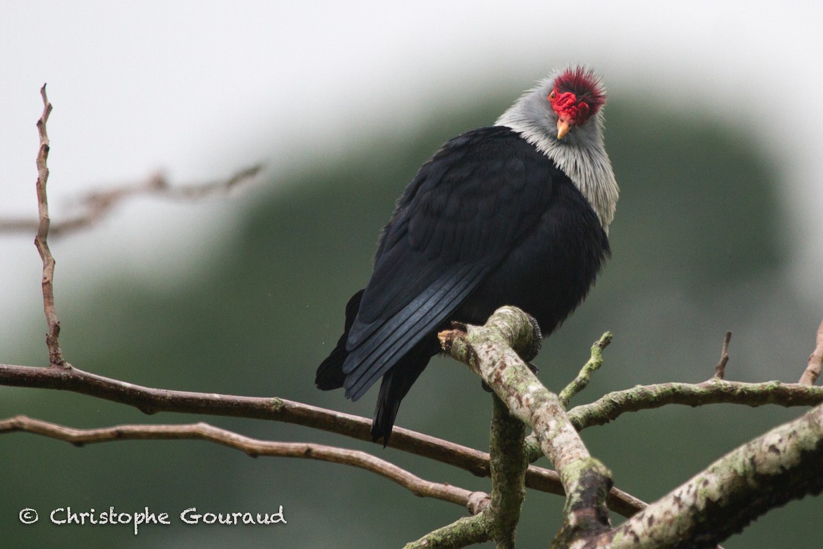 Seychelles Blue-Pigeon - Christophe Gouraud