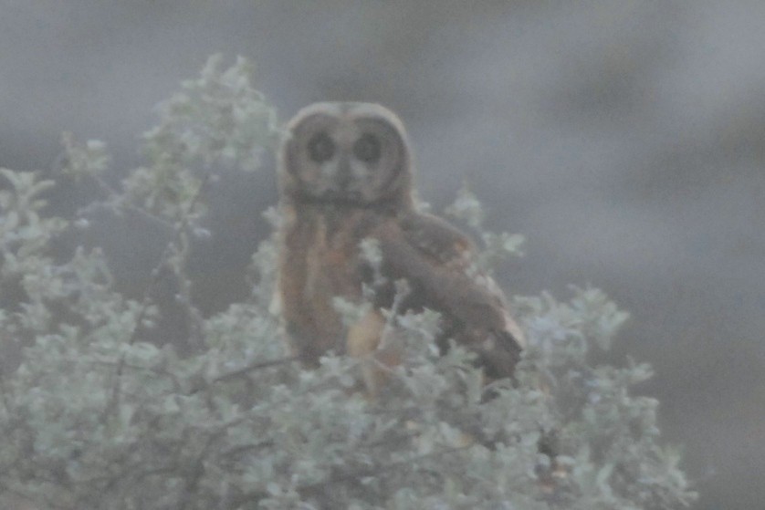 Marsh Owl - Cathy Pasterczyk