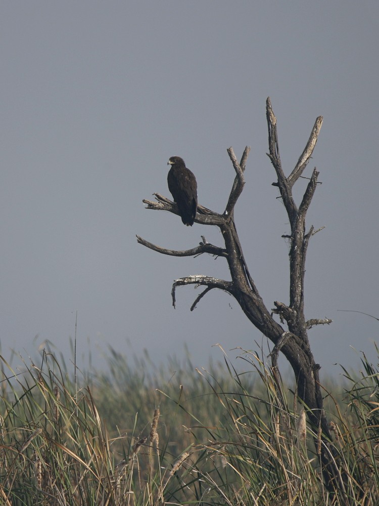 Greater Spotted Eagle - ML131946131