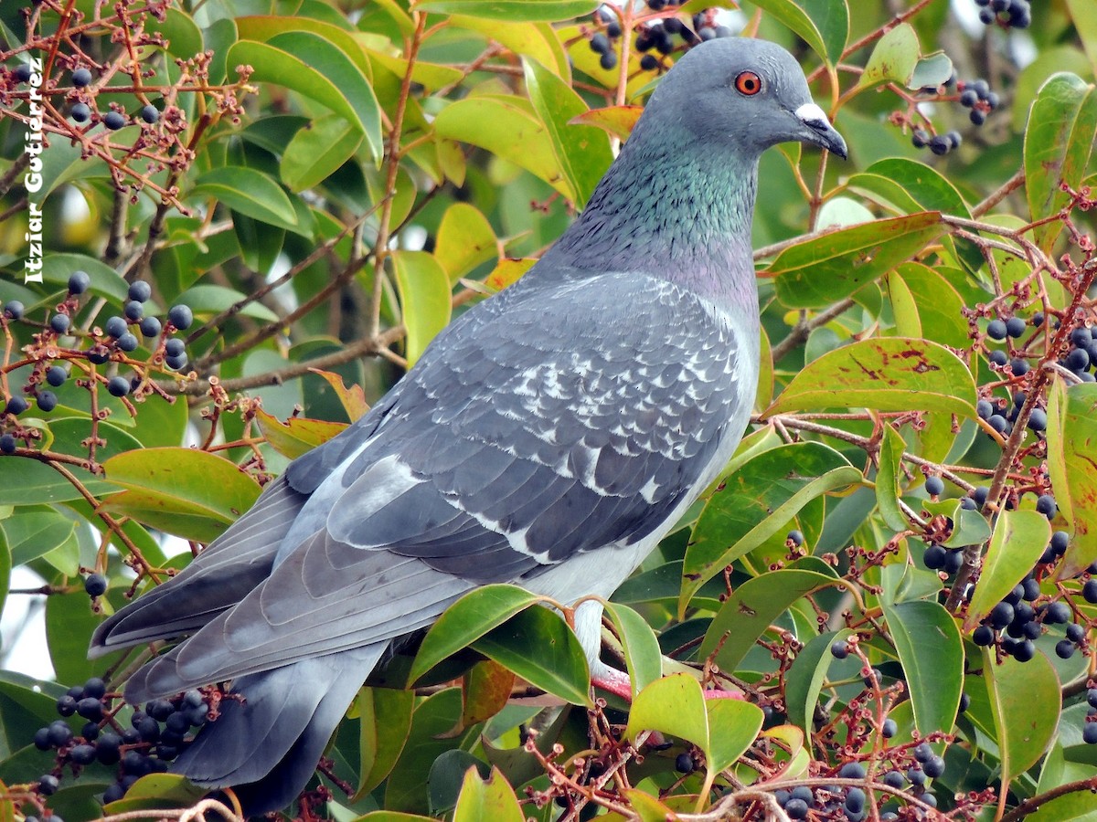 Rock Pigeon (Feral Pigeon) - ML131946171