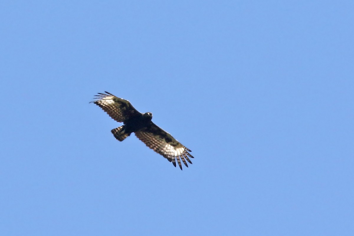 Long-crested Eagle - Volker Hesse