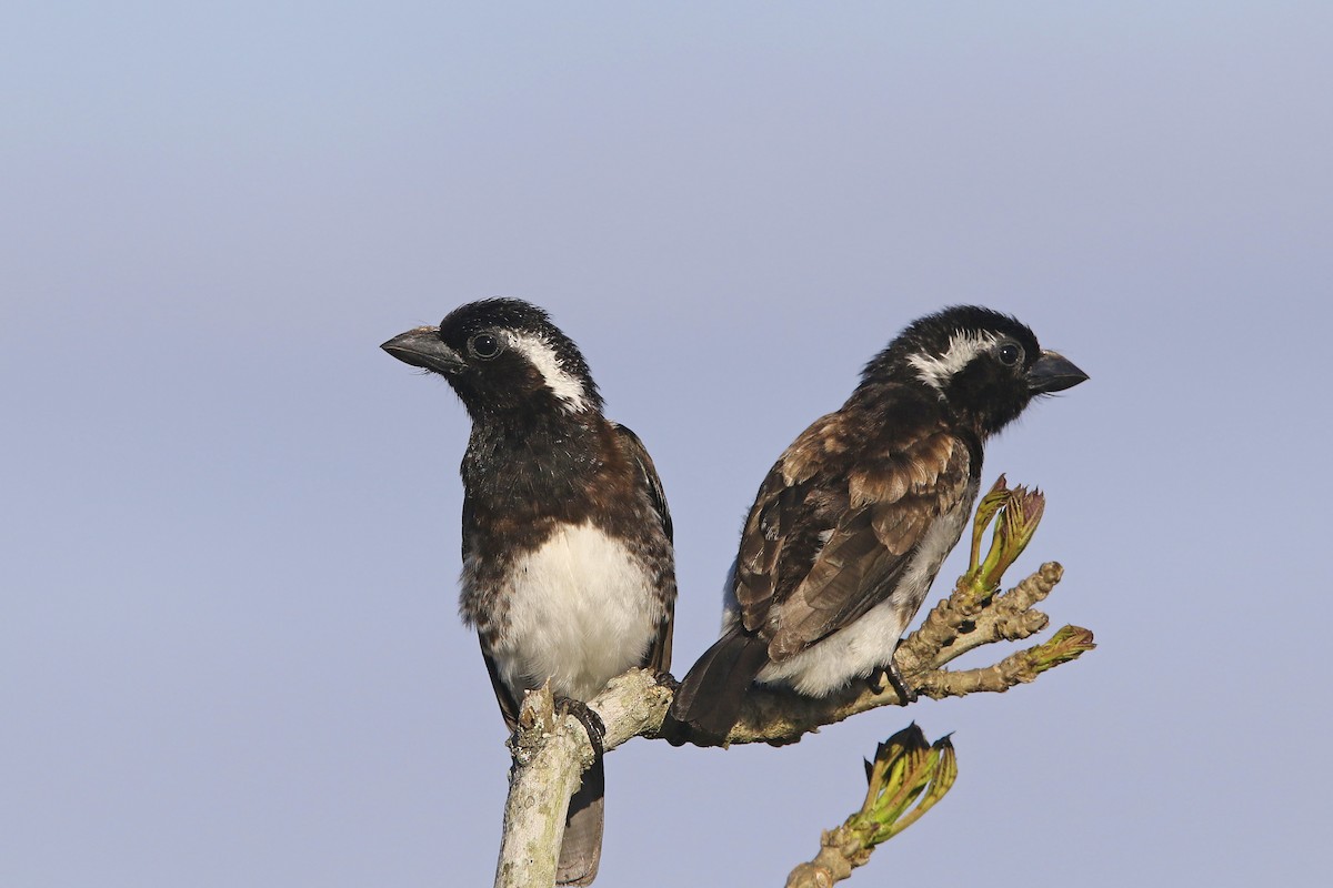 White-eared Barbet - Volker Hesse