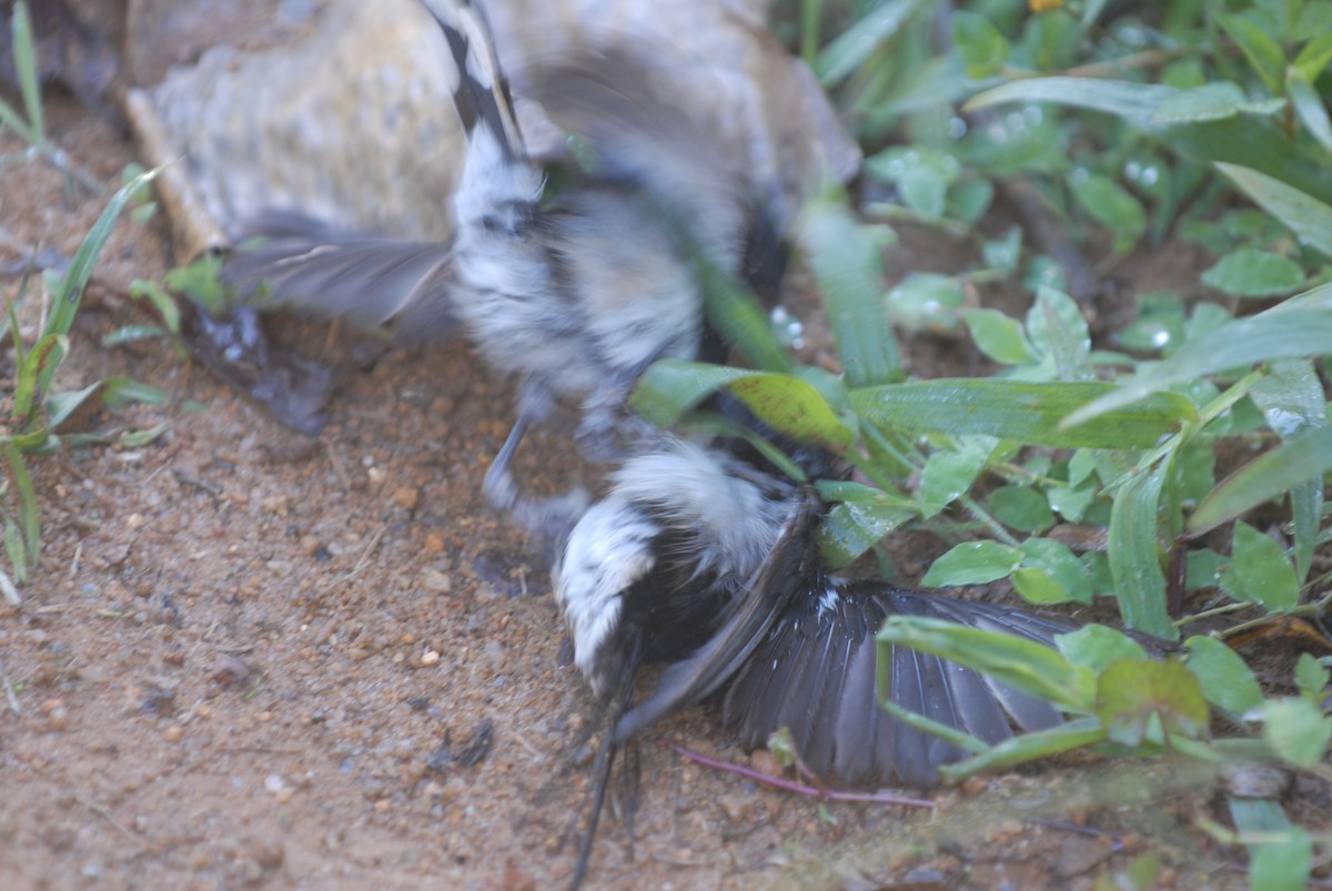 Madagascar Magpie-Robin - Cathy Pasterczyk