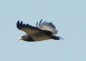 Black-chested Buzzard-Eagle - ML131951741