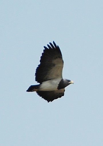 Black-chested Buzzard-Eagle - ML131951751