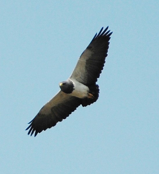 Black-chested Buzzard-Eagle - ML131951771