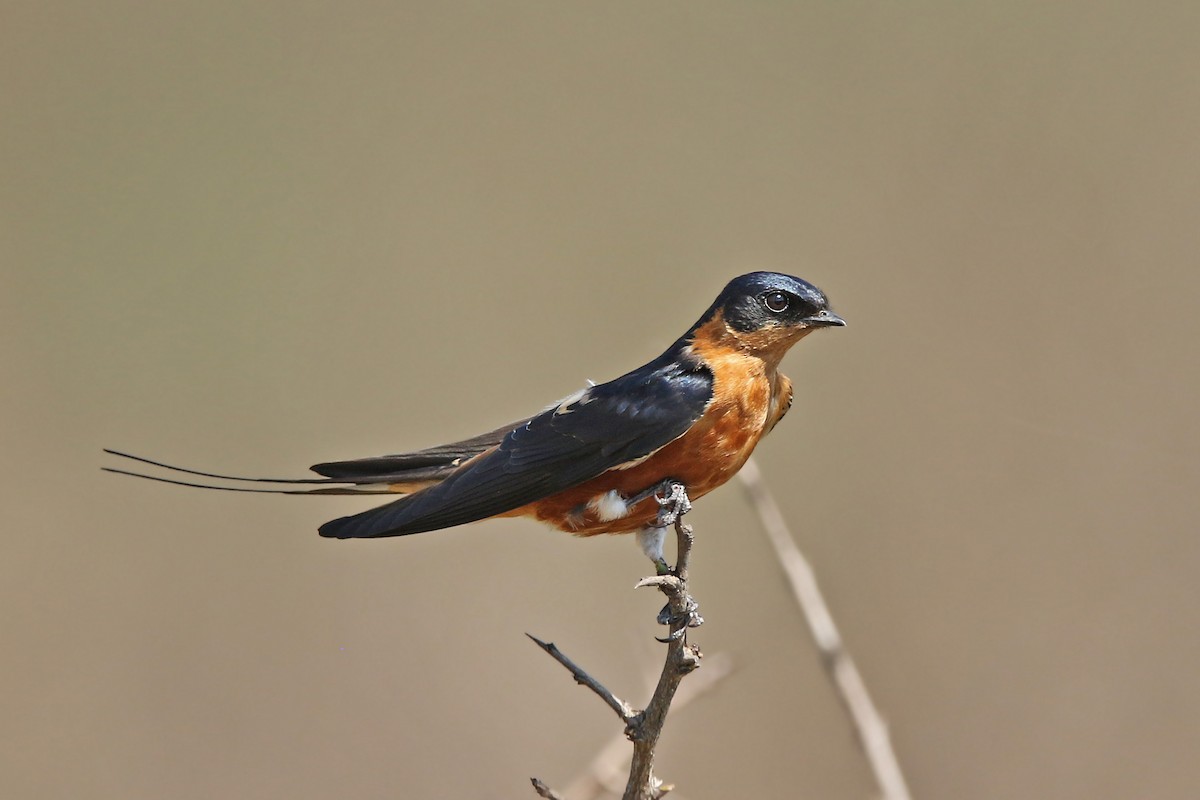 Rufous-chested Swallow - Volker Hesse