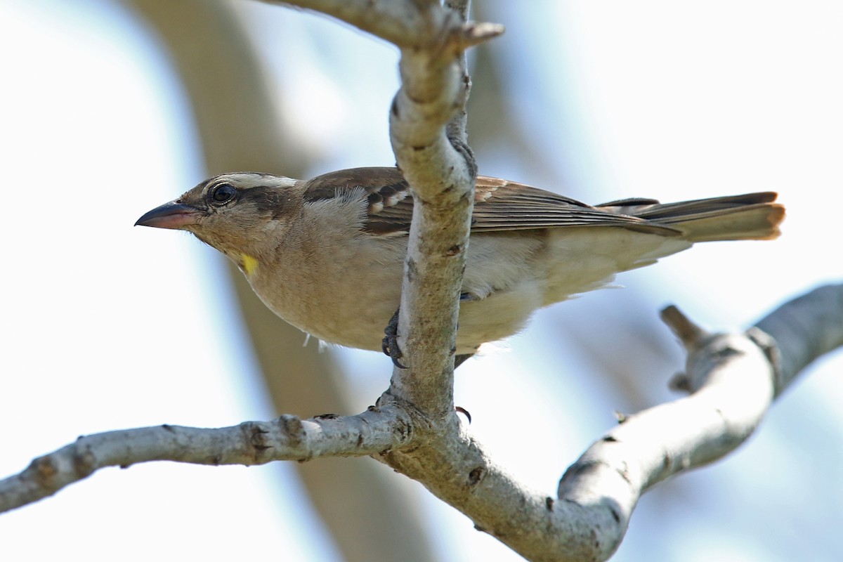 Yellow-throated Bush Sparrow - ML131951911