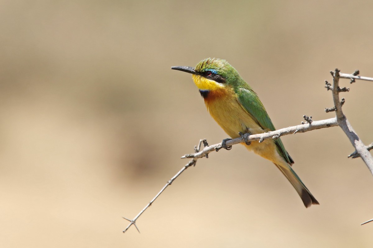 Little Bee-eater - ML131951921